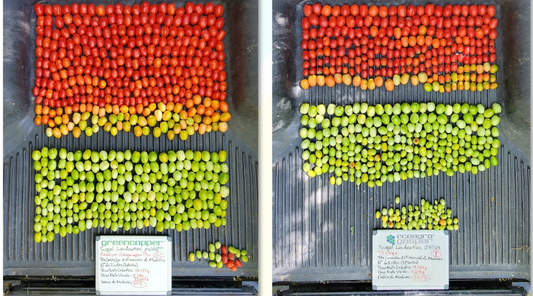 Mejora de Rendimiento Tomate Industria: SUGAL 2022